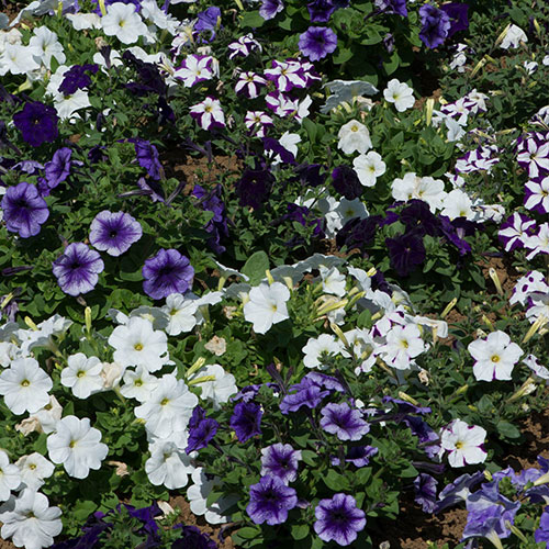 Petunia Montage Petunia Montage