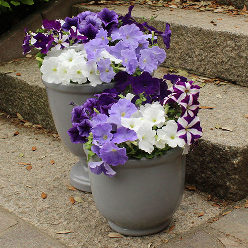 Petunia Montage Petunia Montage