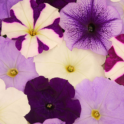 Petunia Montage Petunia Montage