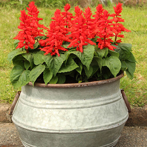 Salvia Desert Fire Salvia Desert Fire