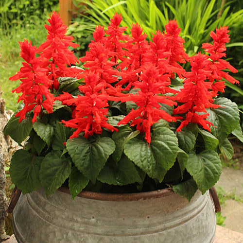 Salvia Desert Fire Salvia Desert Fire