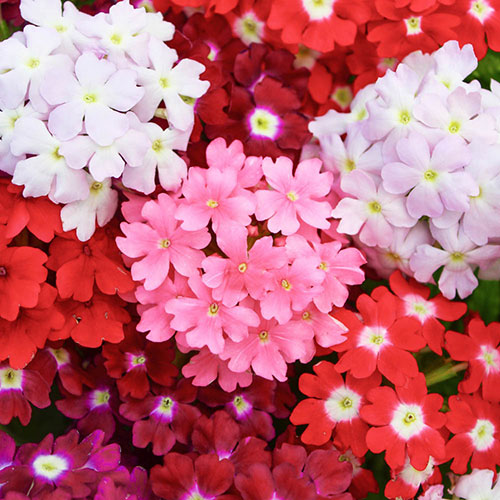 Verbena Glory Days Verbena Glory Days