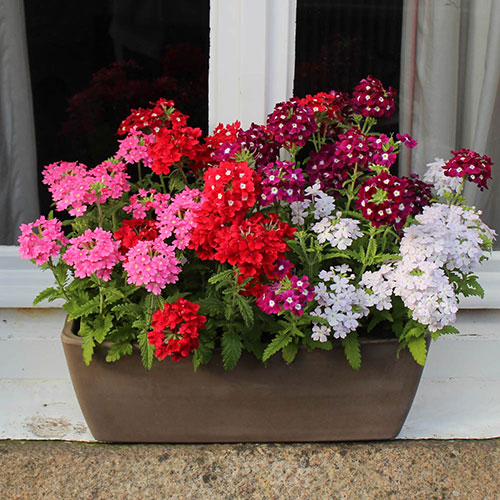 Verbena Glory Days Verbena Glory Days