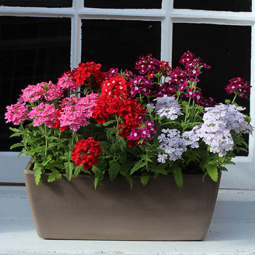 Verbena Glory Days Verbena Glory Days