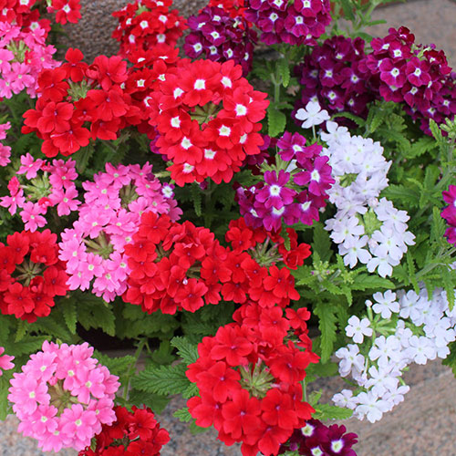 Verbena Glory Days Verbena Glory Days