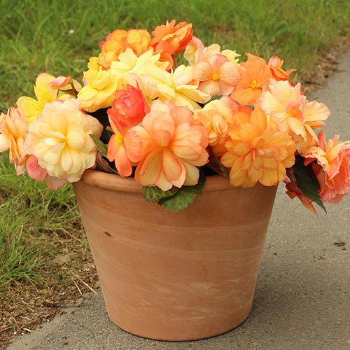 Begonia Amber Delight Begonia Amber Delight