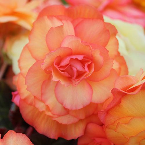 Begonia Amber Delight Begonia Amber Delight