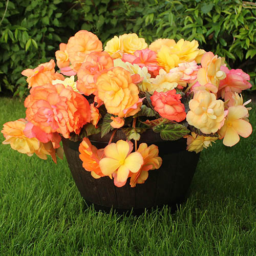 Begonia Amber Delight Begonia Amber Delight