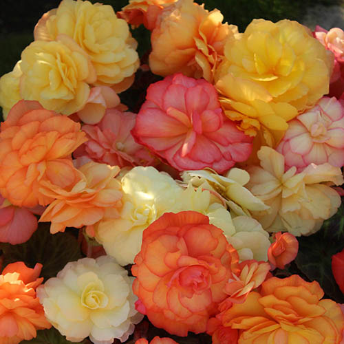 Begonia Amber Delight Begonia Amber Delight