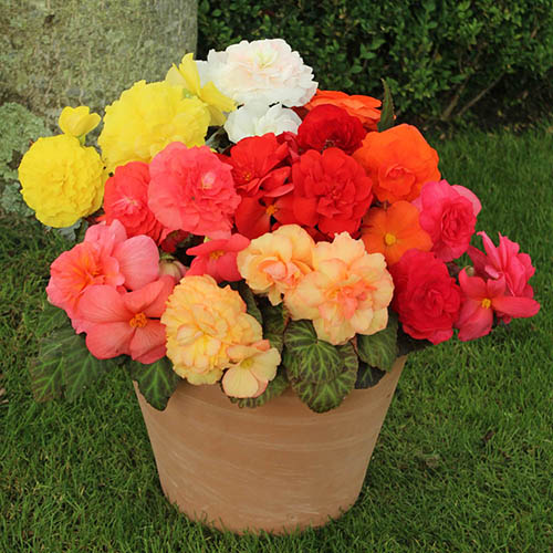 Begonia Compacta Begonia Compacta