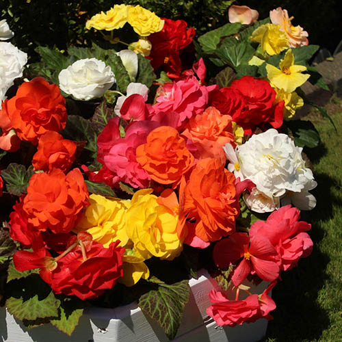 Begonia Compacta Begonia Compacta