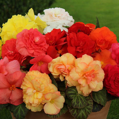 Begonia Compacta Begonia Compacta