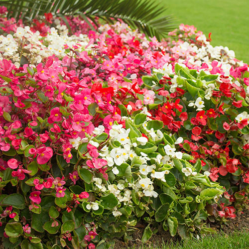 Begonia semperflorens Sahara Begonia semperflorens Sahara