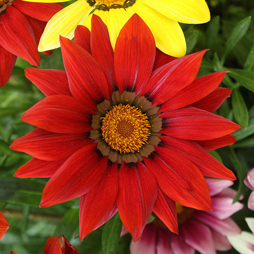 Gazania Sunrise Mix Gazania Sunrise Mix