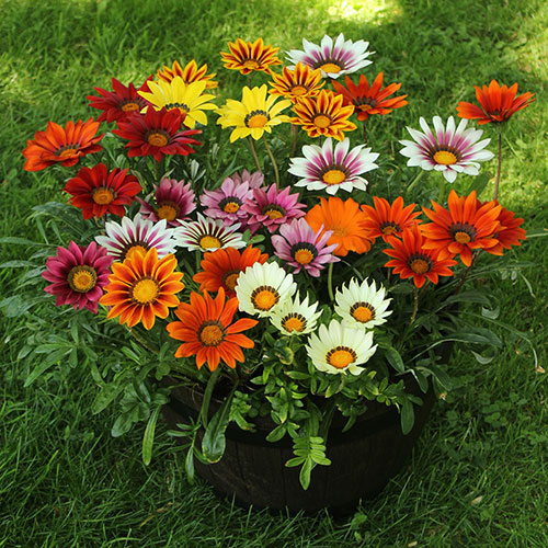 Gazania Sunrise Mix Gazania Sunrise Mix