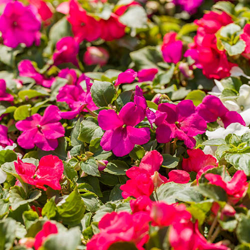 Busy Lizzie Beacon Busy Lizzie Beacon