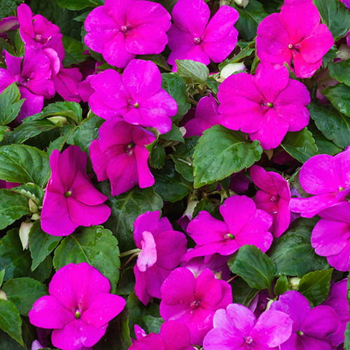 Busy Lizzie Beacon Busy Lizzie Beacon