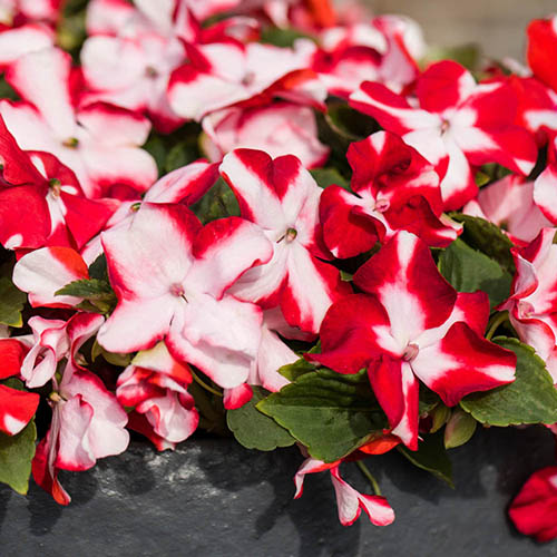 Busy Lizzie Beacon Busy Lizzie Beacon