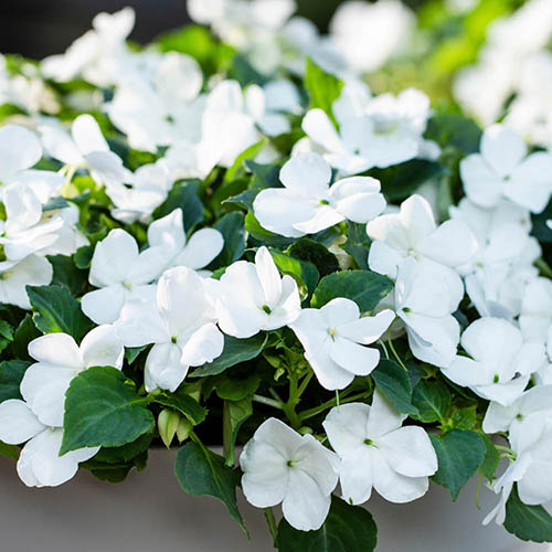 Busy Lizzie Beacon Busy Lizzie Beacon