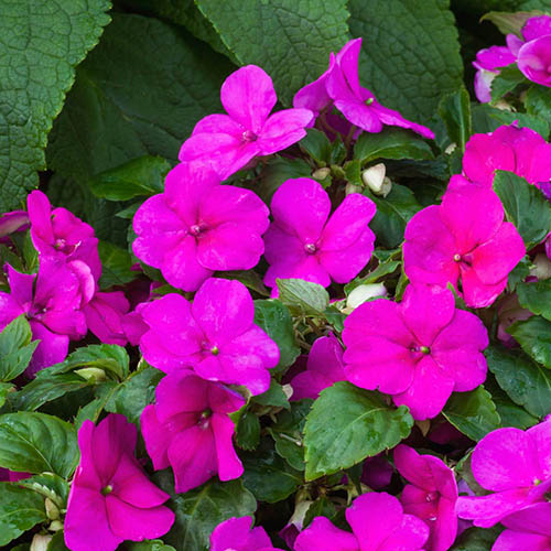 Busy Lizzie Beacon Busy Lizzie Beacon