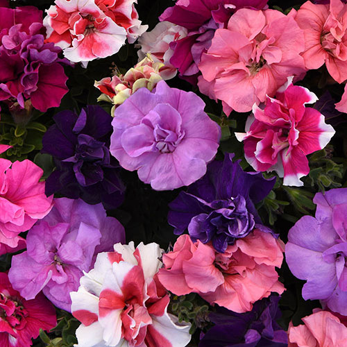 Petunia Bolero Petunia Bolero