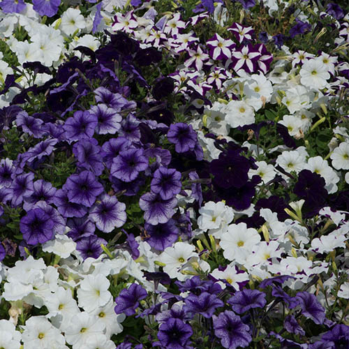Petunia Montage Petunia Montage