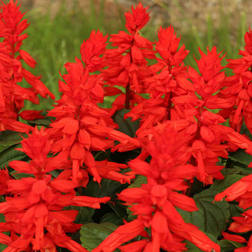 Salvia Desert Fire Salvia Desert Fire
