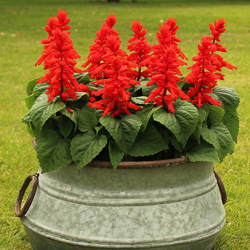 Salvia Desert Fire Salvia Desert Fire