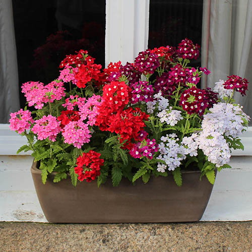 Verbena Glory Days Verbena Glory Days