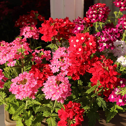 Verbena Glory Days Verbena Glory Days