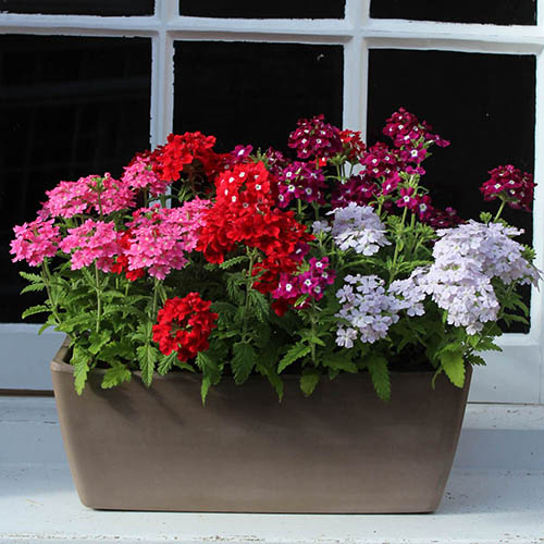 Verbena Glory Days Verbena Glory Days