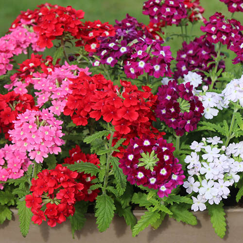 Verbena Glory Days Verbena Glory Days