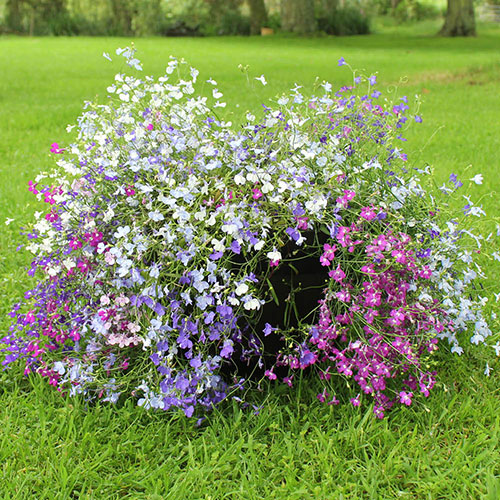 Midsummer Planting Collection Midsummer Planting Collection