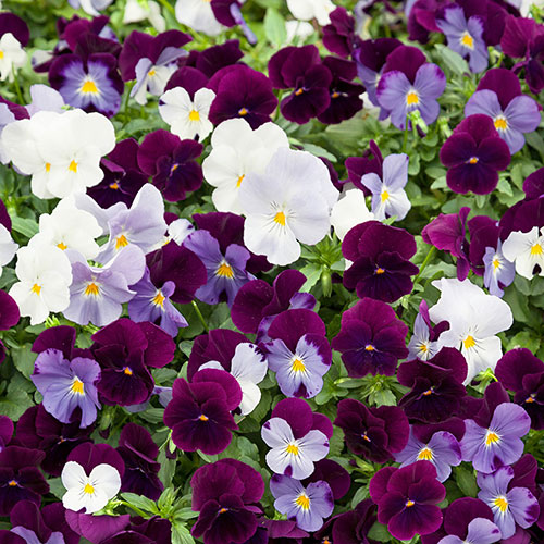Pansy Cool Wave Berries & Cream