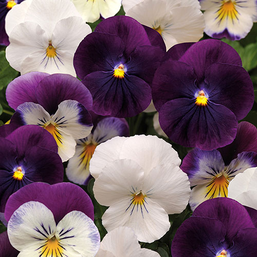 Pansy Cool Wave Berries & Cream Pansy Cool Wave Berries & Cream