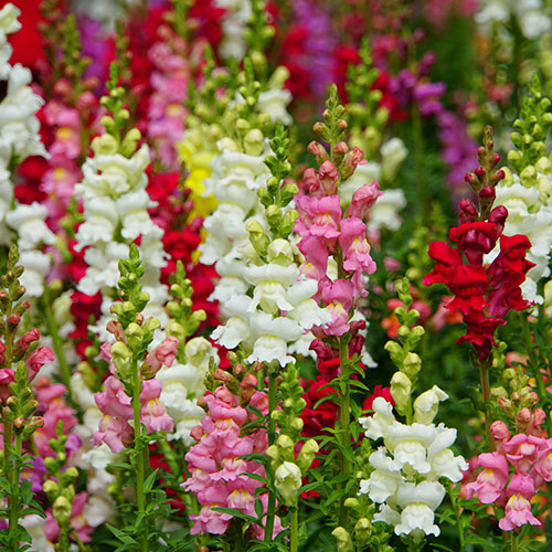 Antirrhinum Mini Butterflies Mix Antirrhinum Mini Butterflies Mix