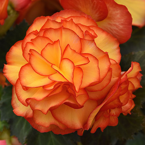 Begonia On Top Sun Glow Begonia On Top Sun Glow