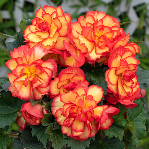 Begonia On Top Sun Glow Begonia On Top Sun Glow