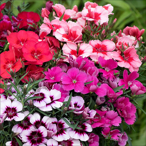 Dianthus Coronet Mix Dianthus Coronet Mix