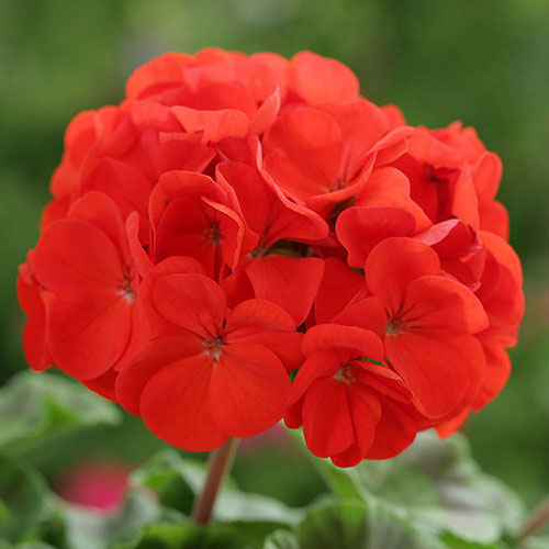 Geranium Fire Queen