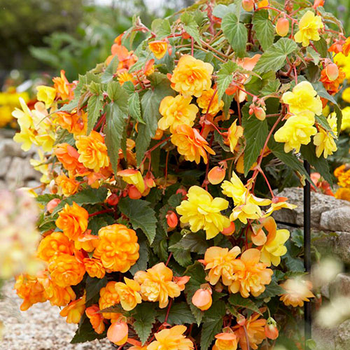 Patio Thriller Collection Patio Thriller Collection