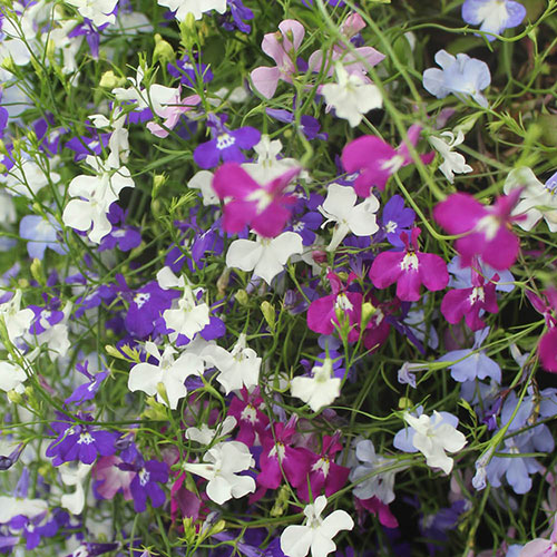 Patio Thriller Collection Patio Thriller Collection