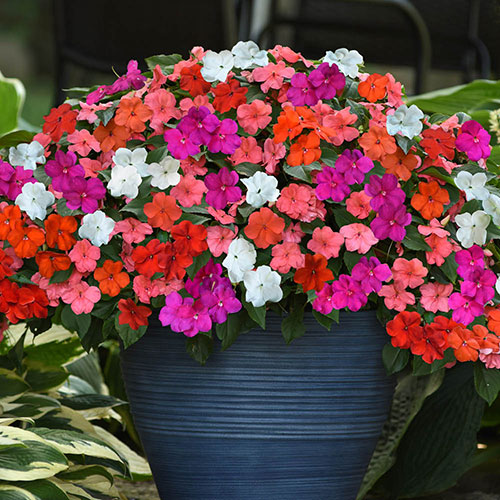 Patio Thriller Collection Patio Thriller Collection