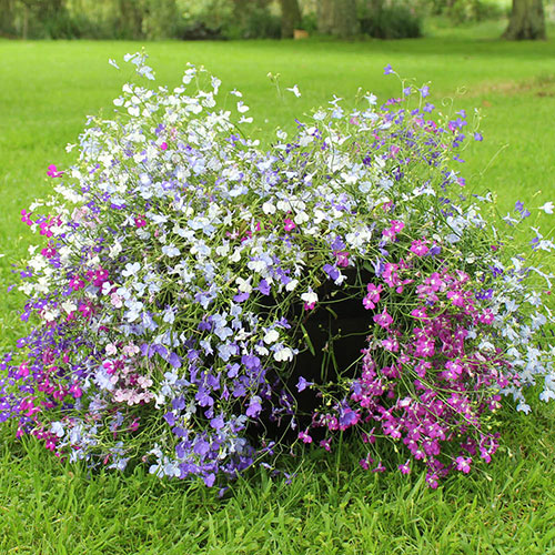 Patio Thriller Collection Patio Thriller Collection