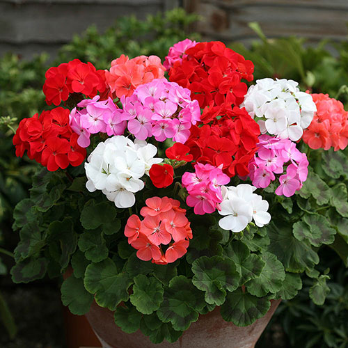 Ultimate Bedding Display Collection Ultimate Bedding Display Collection