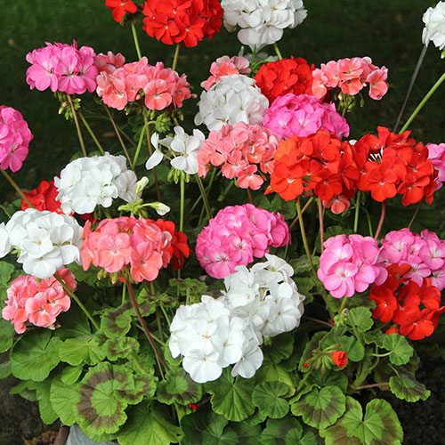 Ultimate Bedding Display Collection Ultimate Bedding Display Collection