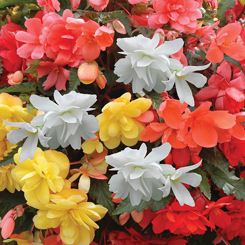 Begonia Super Cascade Mix Begonia Super Cascade Mix