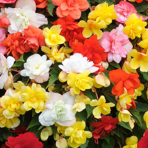 Begonia Super Cascade Mix Begonia Super Cascade Mix