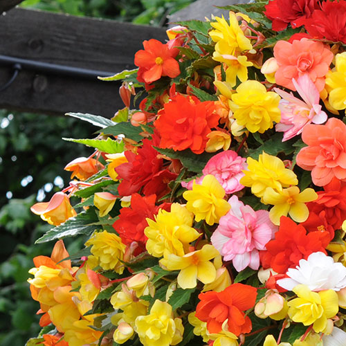 Begonia Super Cascade Mix Begonia Super Cascade Mix