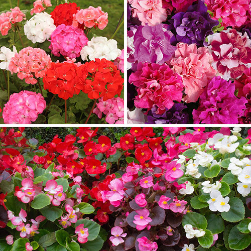 Bedding Beauties Collection Bedding Beauties Collection